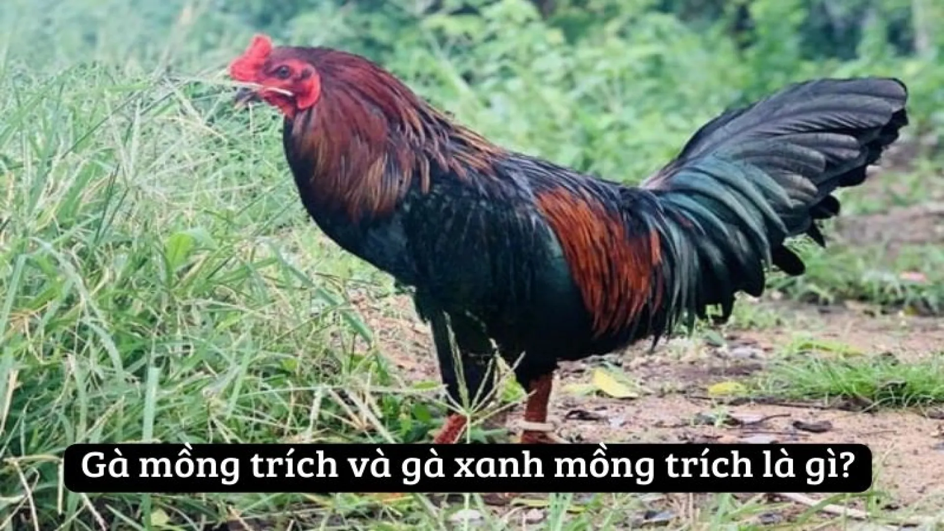 Tìm hiểu về gà xanh mồng trích cùng Manclub