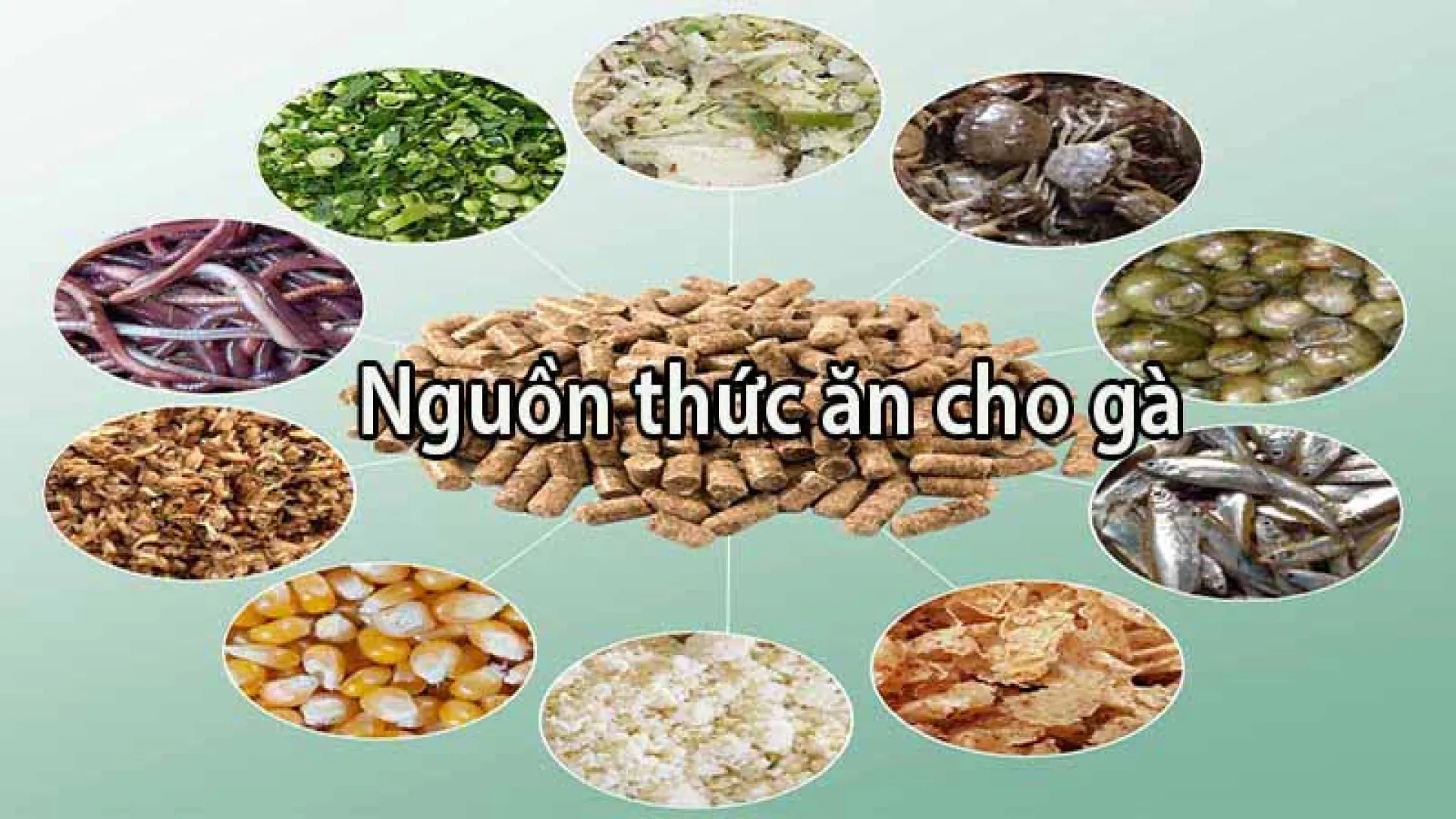 Tầm quan trọng của thức ăn cho gà đá Manclub